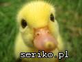 wesele - Disco polo ducks kaczuchy kaczuszki